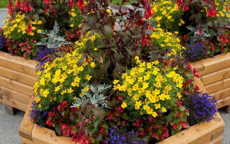 Цветы для клумбы