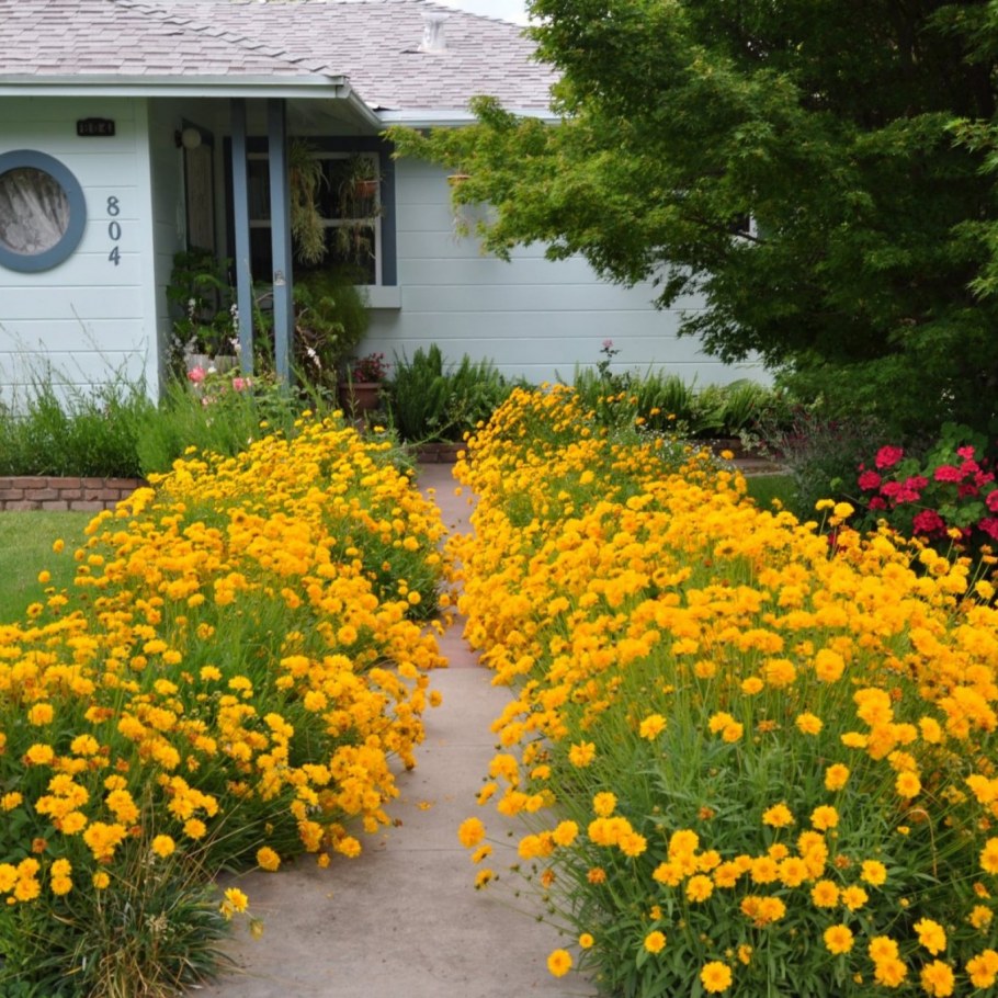 Лилейник и Хоста на клумбе