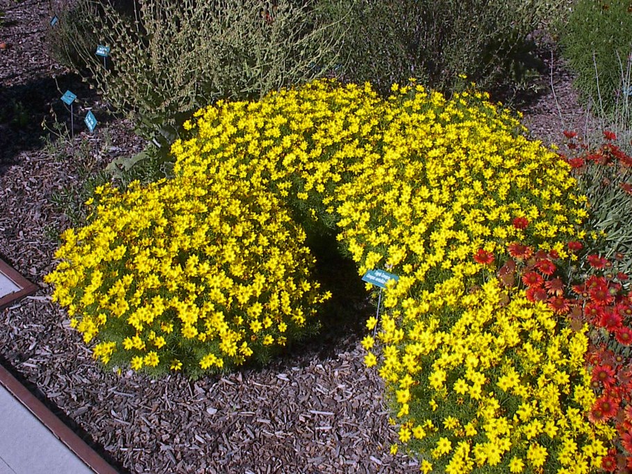 Кореопсис мутовчатый Загреб