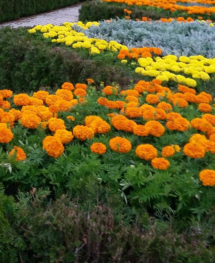 Бархатцы бурке Гольд