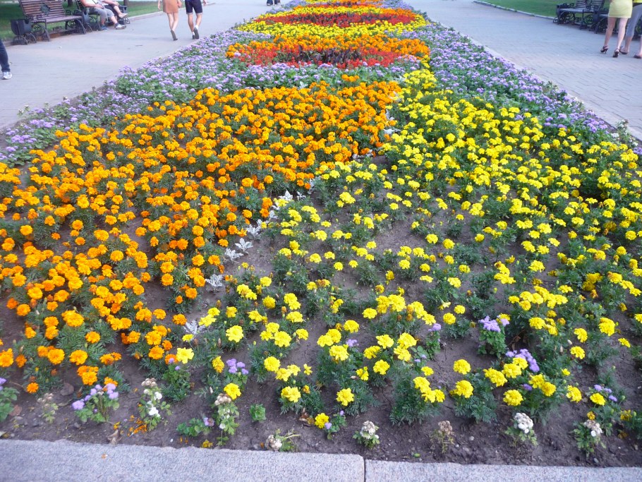 Бархатцы во дворе