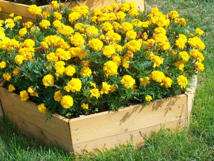 Моноклумба бархатцы