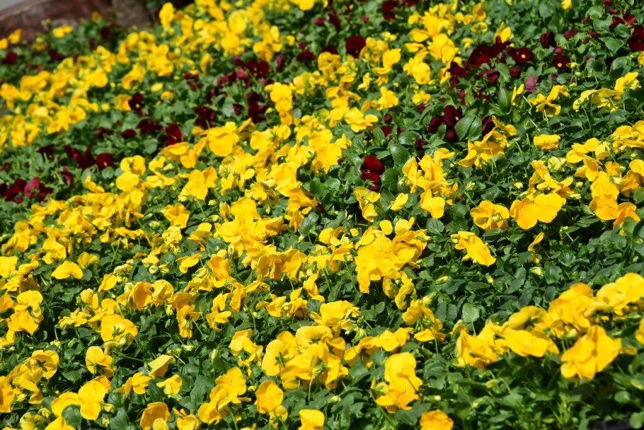 Виола желтая на клумбе