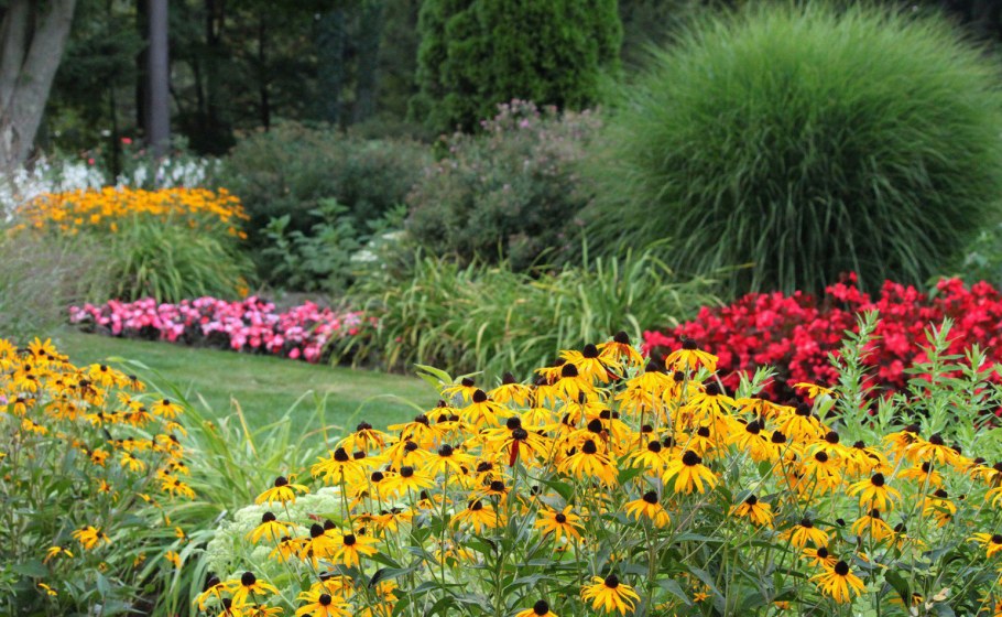 Эшшольция агератум рабатка