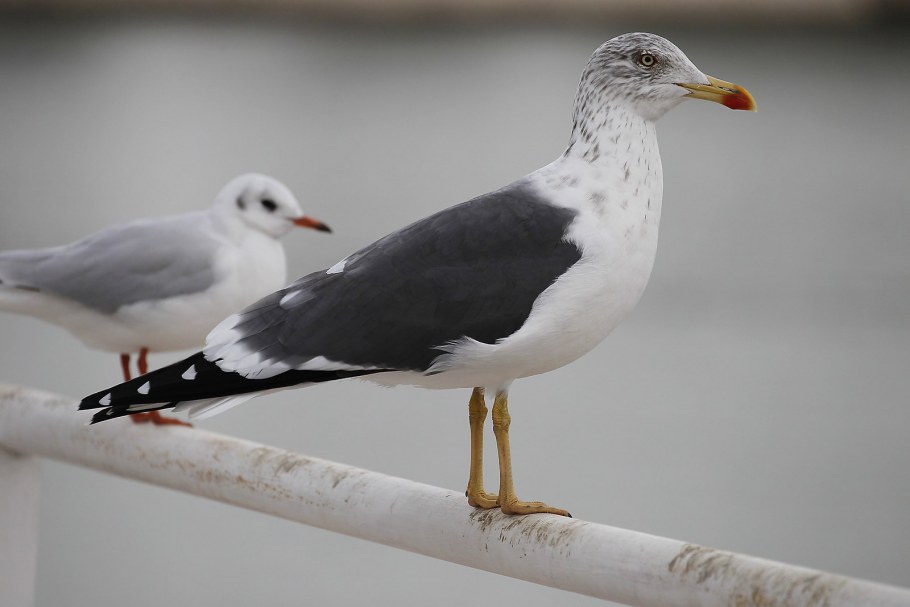 Гриль для кур Ubert RT 516 cc