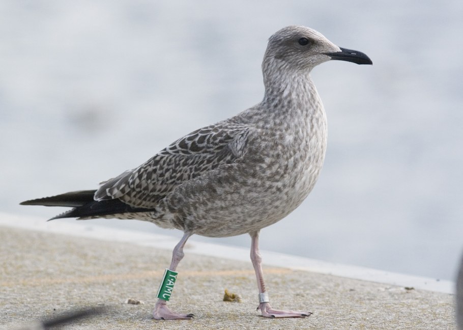 Серые обои на кухне