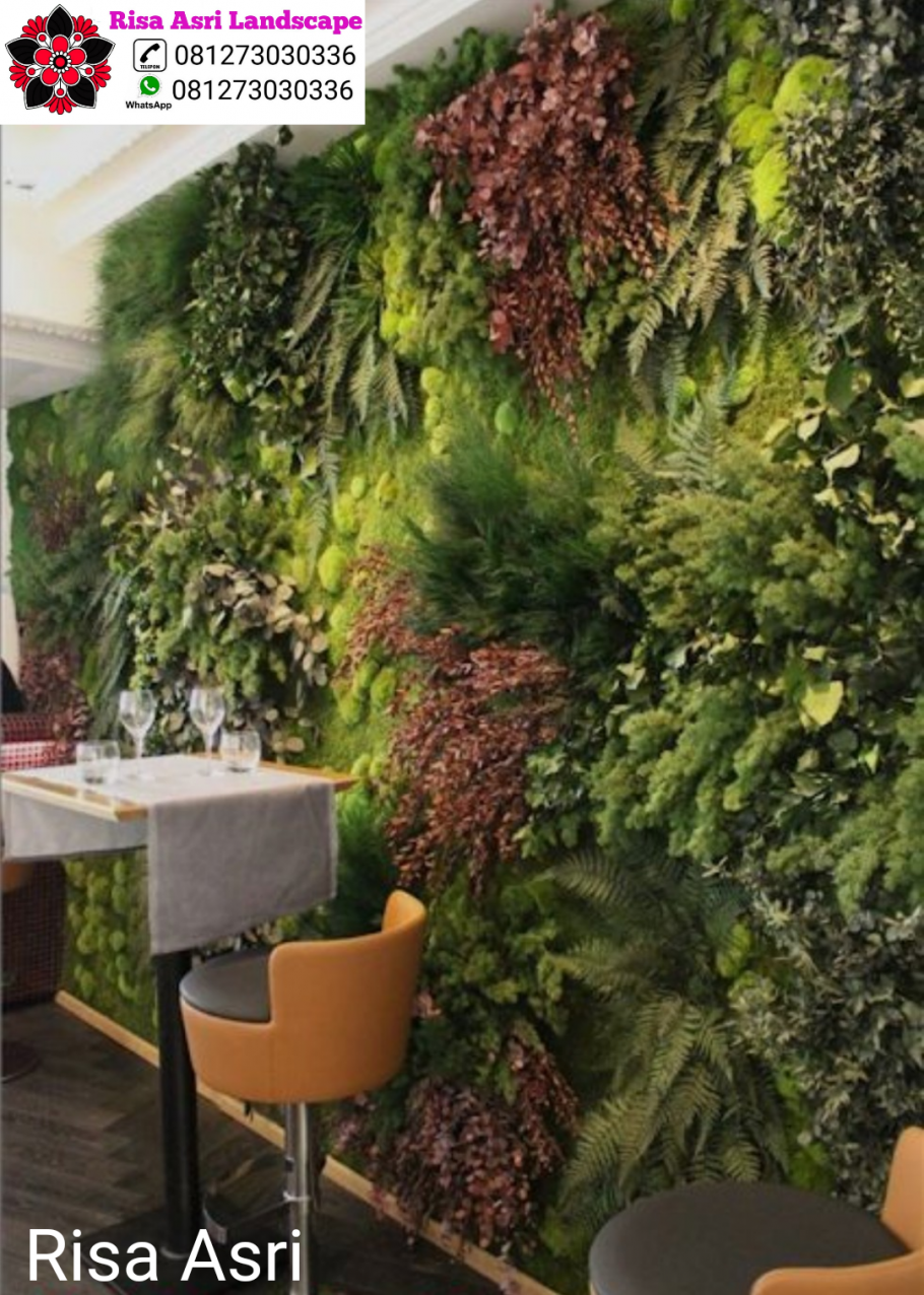 Адиантум фитостена