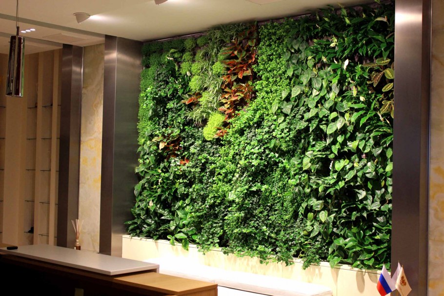 Маранта фитостена