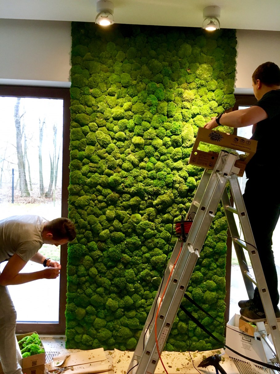 Бамбук стена зелень