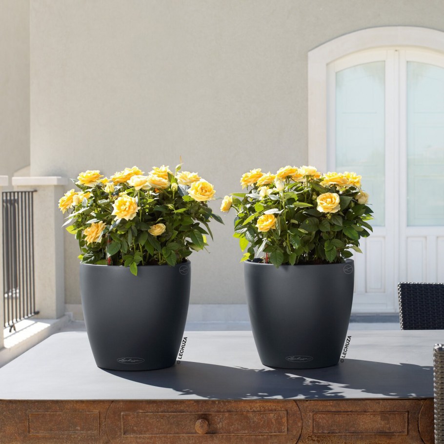 Кашпо Лечуза Классико колор