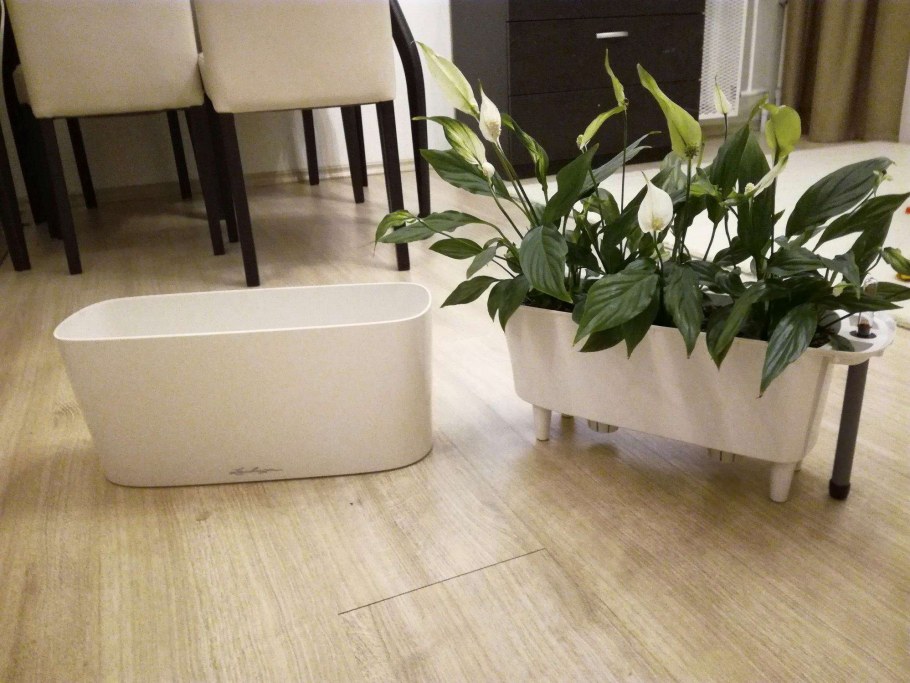 Спатифиллумы в Lechuza Delta 10 и 20 белый