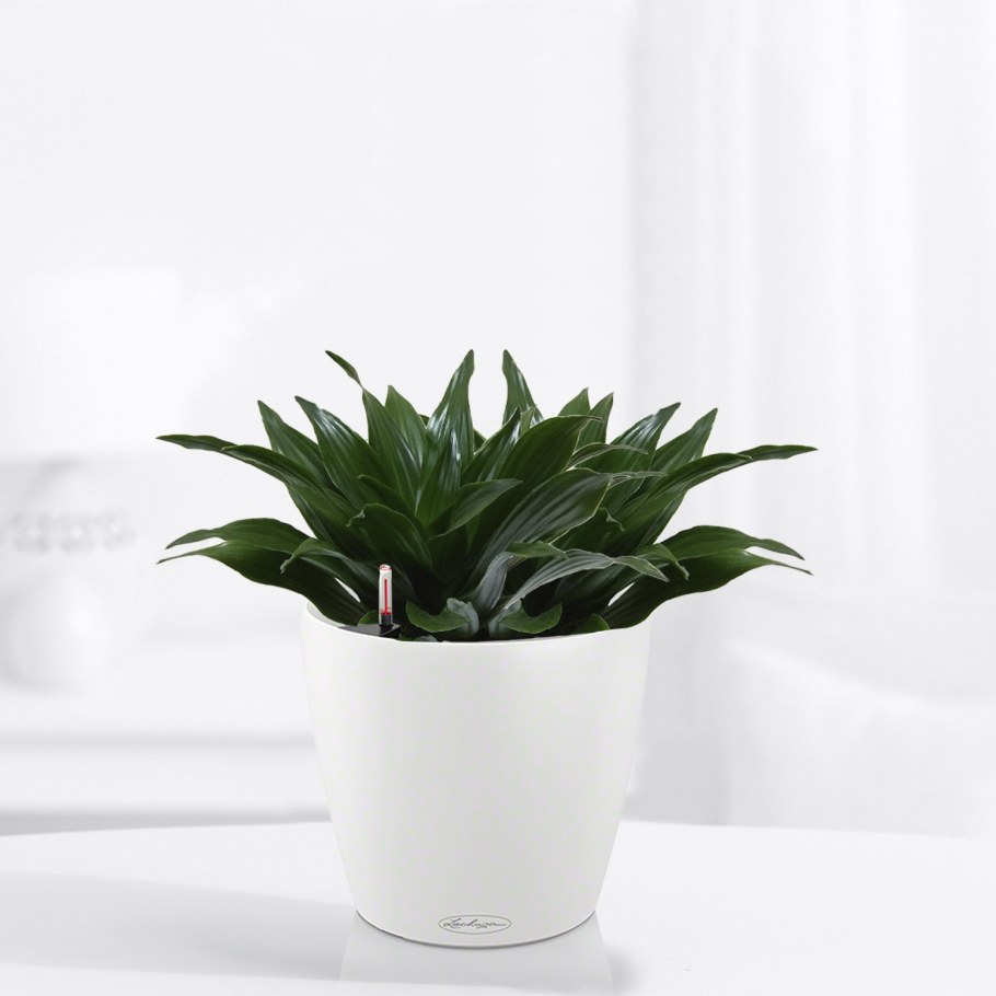 Драцена + Lechuza