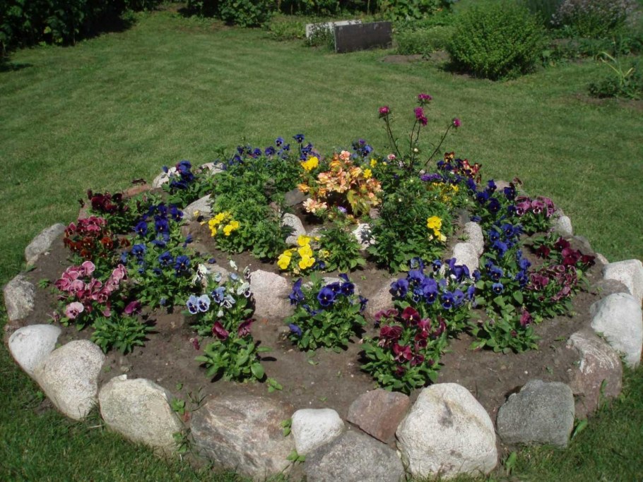 Анютины глазки на клумбе