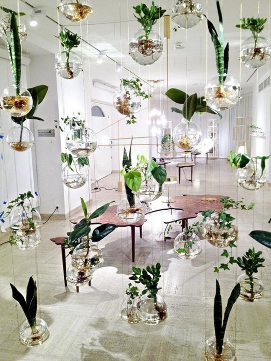 Ампельные растения в интерьере