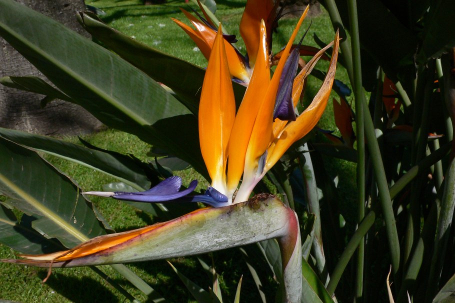 Цветок Мадейры Стрелиция