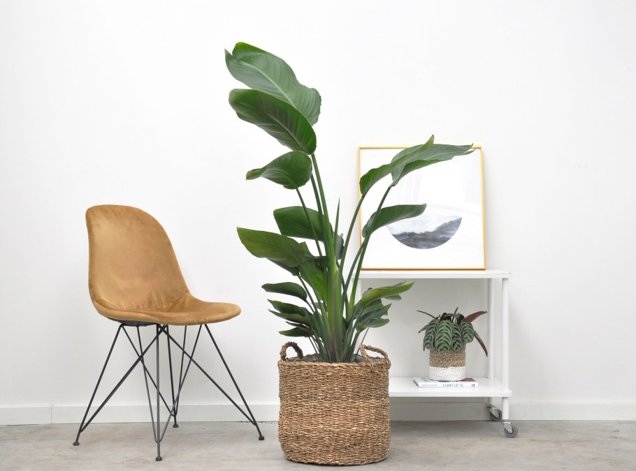 Стрелиция Николая в лечузе