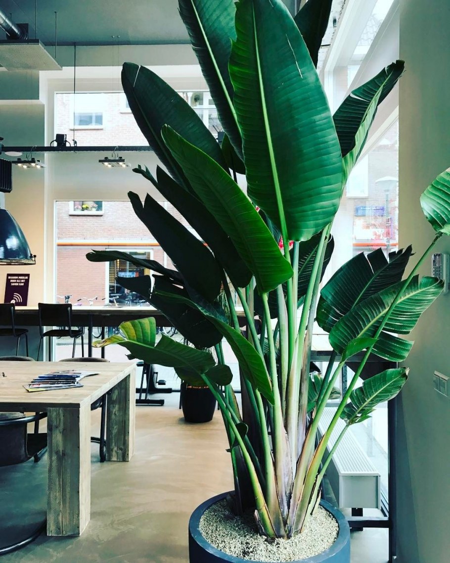 Стрелиция комнатное растение