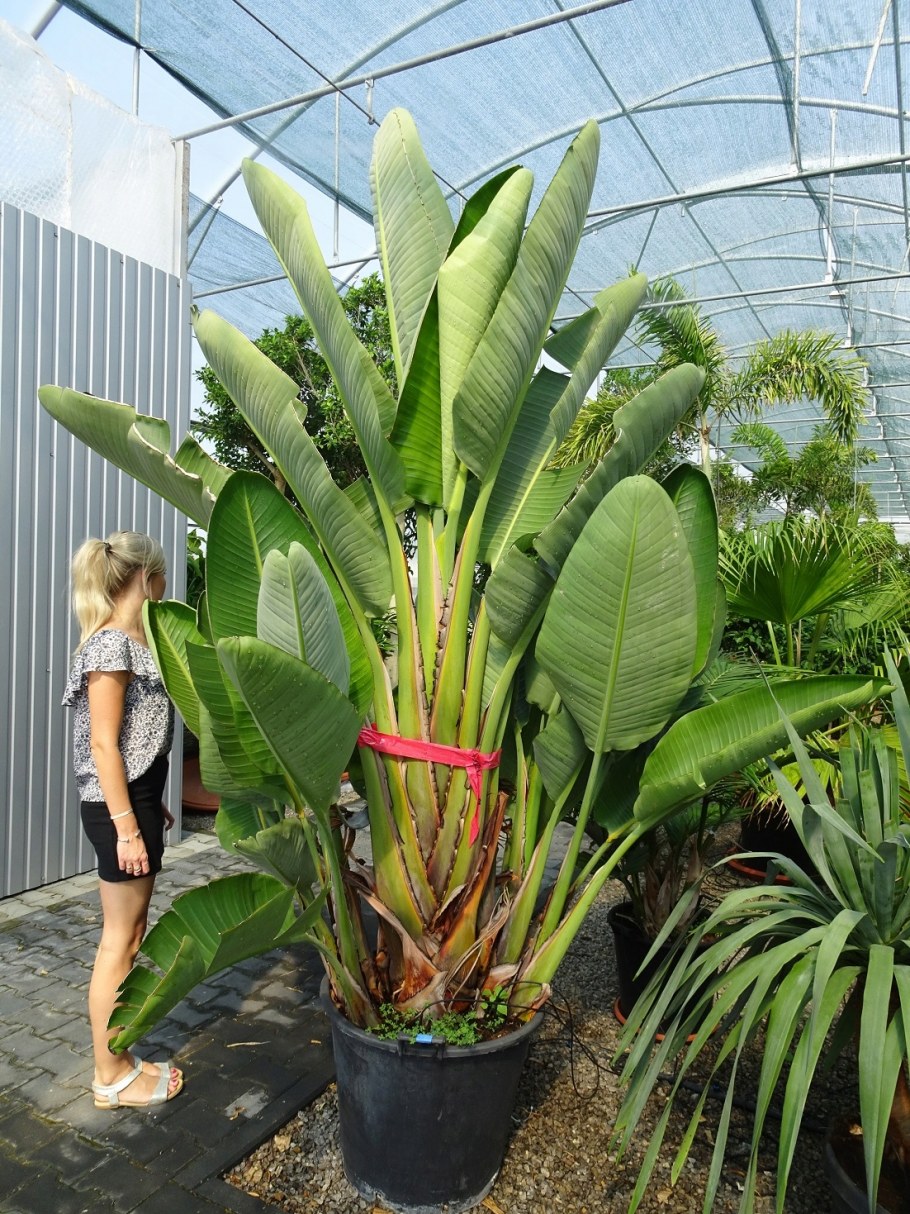 Стрелиция Регина и Николай разница