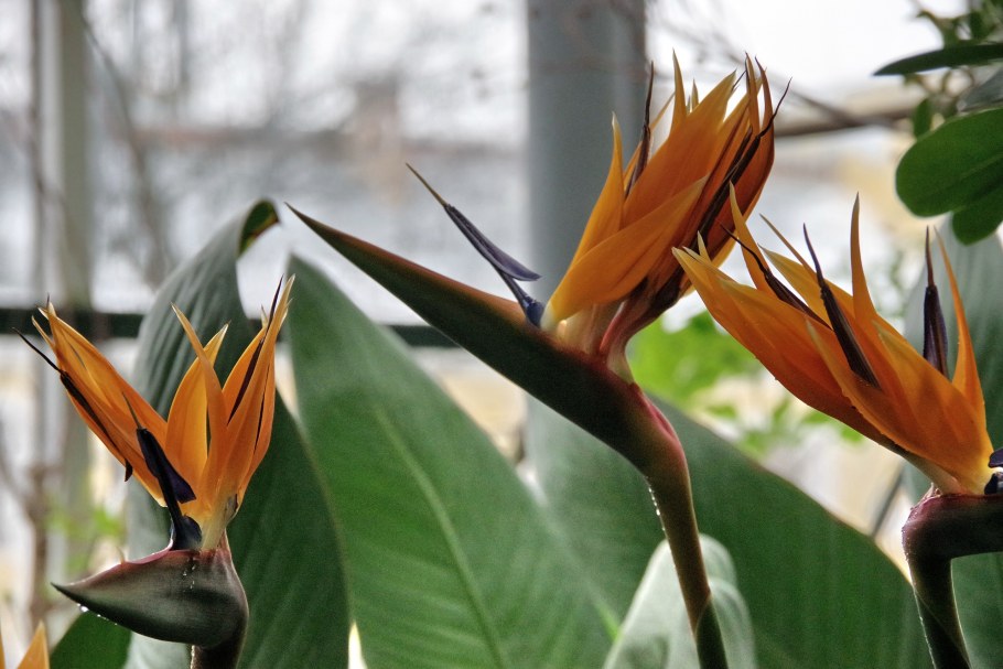 Стрелиция цветок комнатный