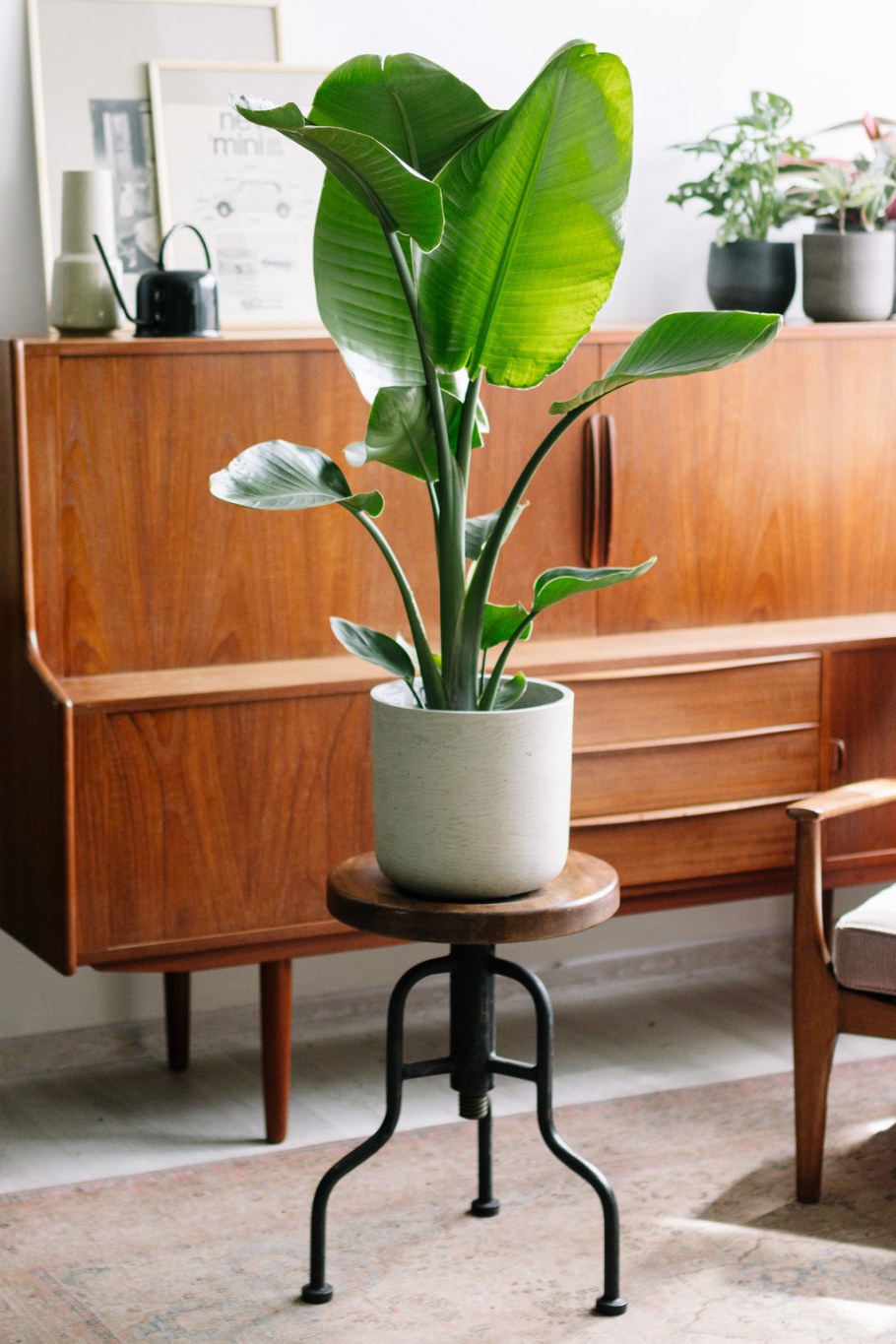 Стрелиция Николая дома