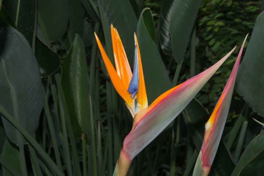 Стрелиция Николая Королевская