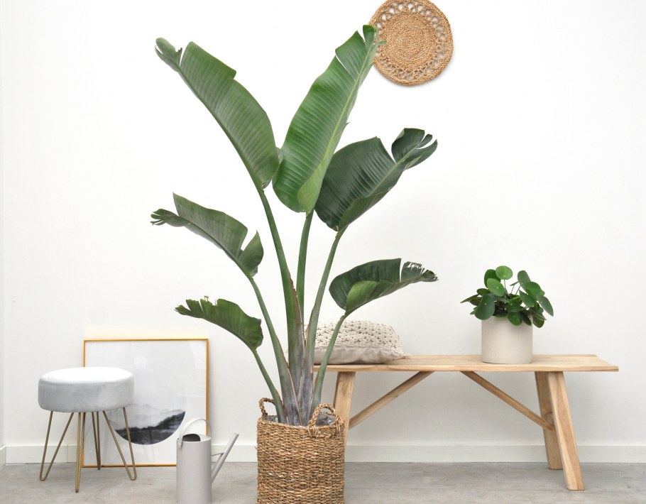 Стрецелия Николая в интерьере