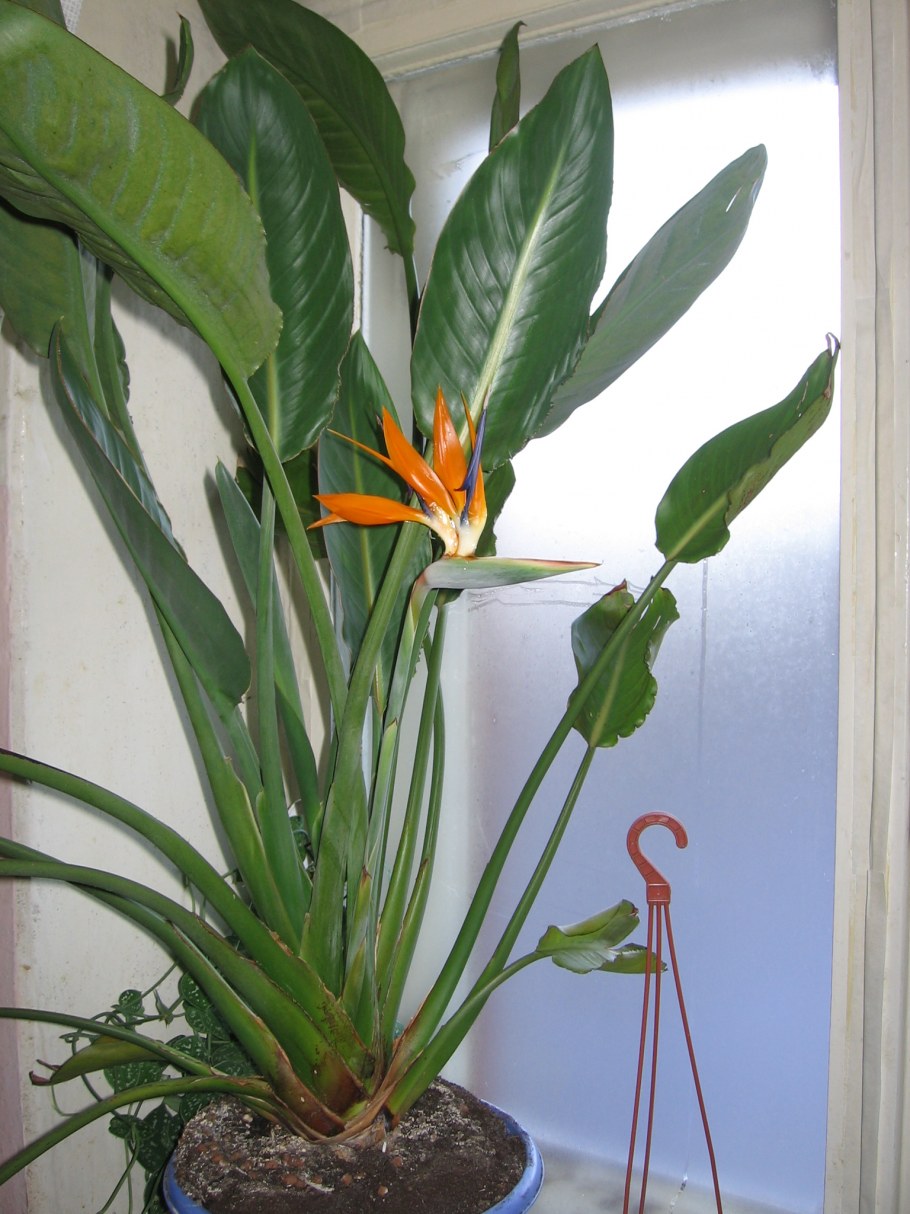 Стрелиция Регина