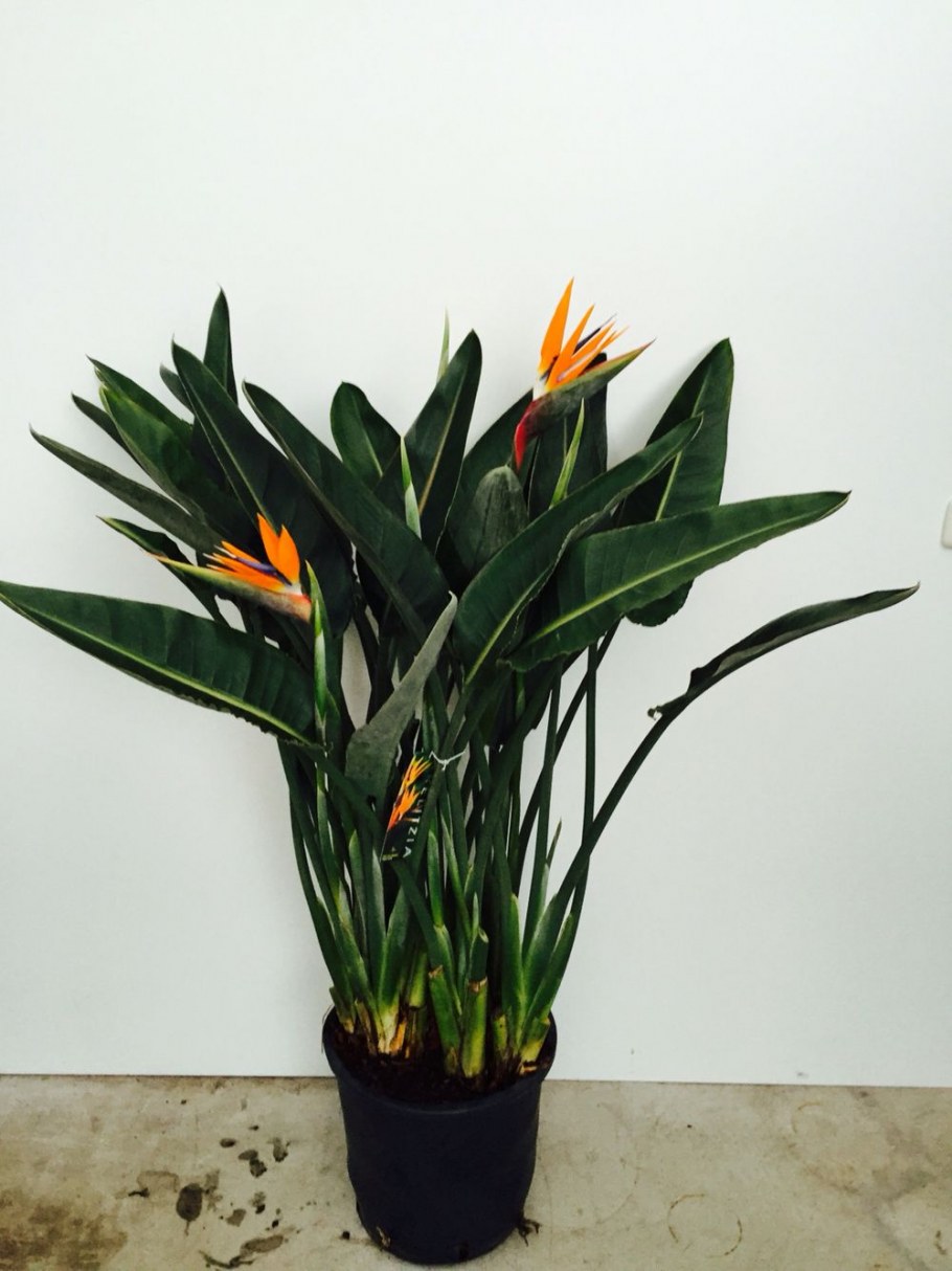 Стрелиция Treez