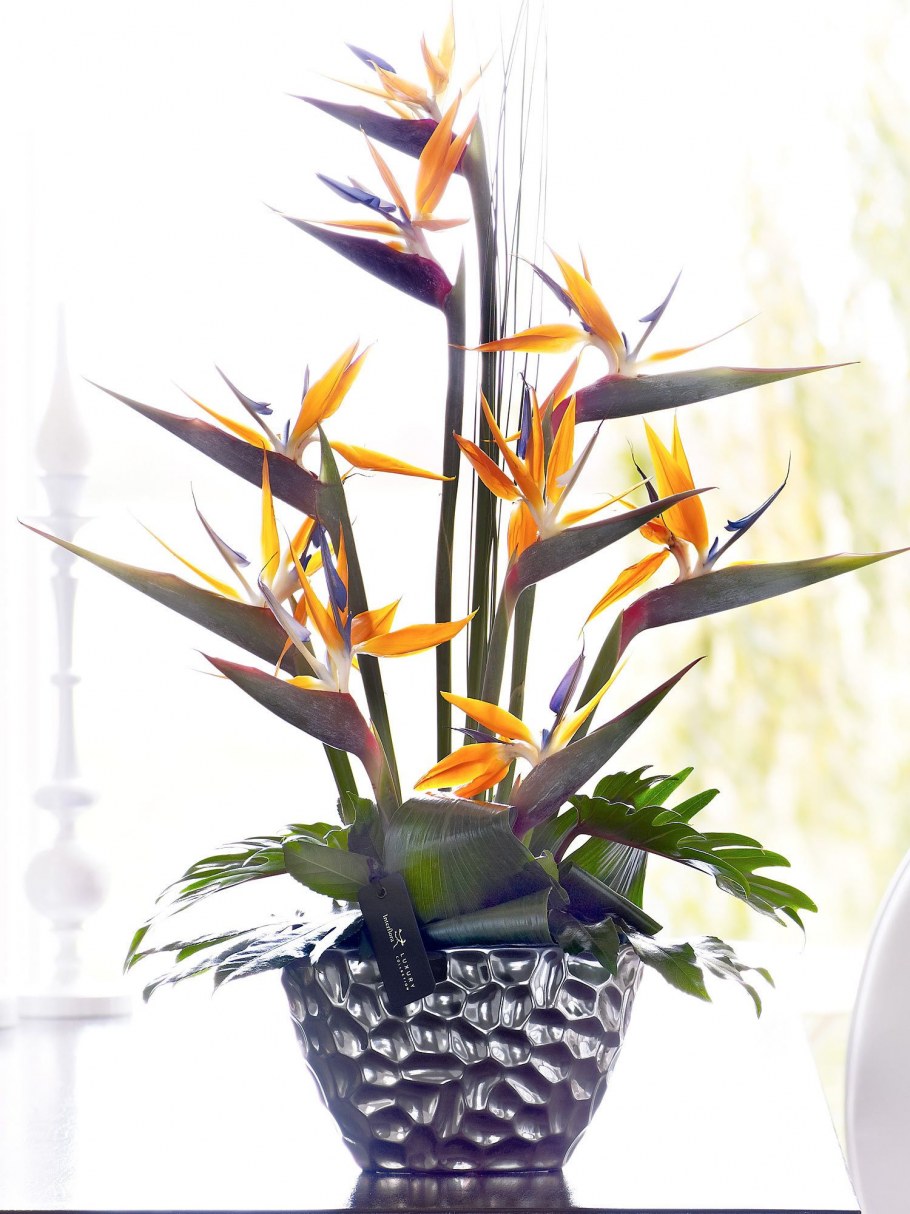 Стрелиция Николая цветок