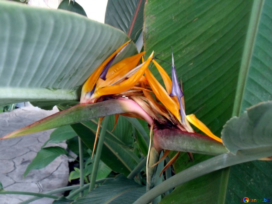 Стрелиция цветок комнатный