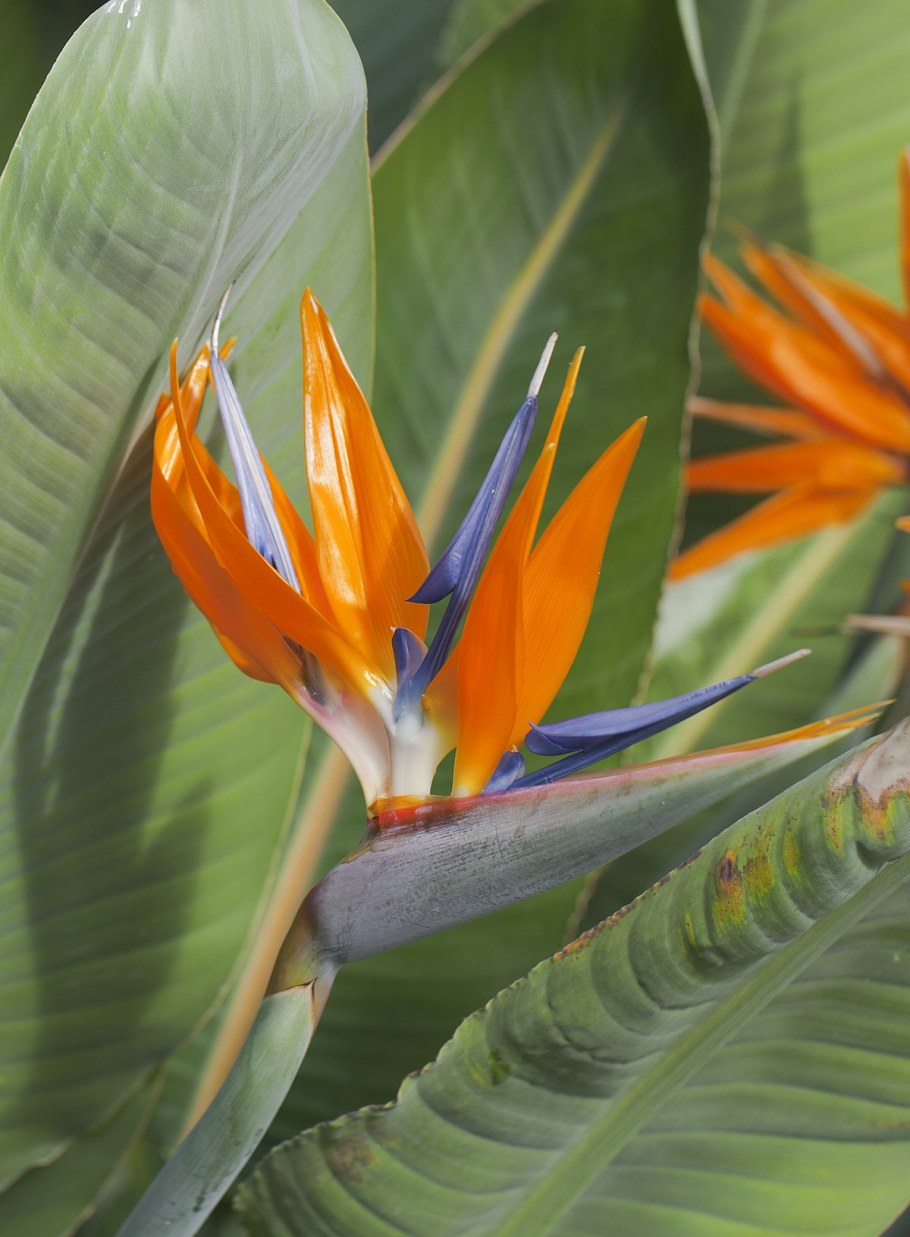 Стрелиция Николая Королевская