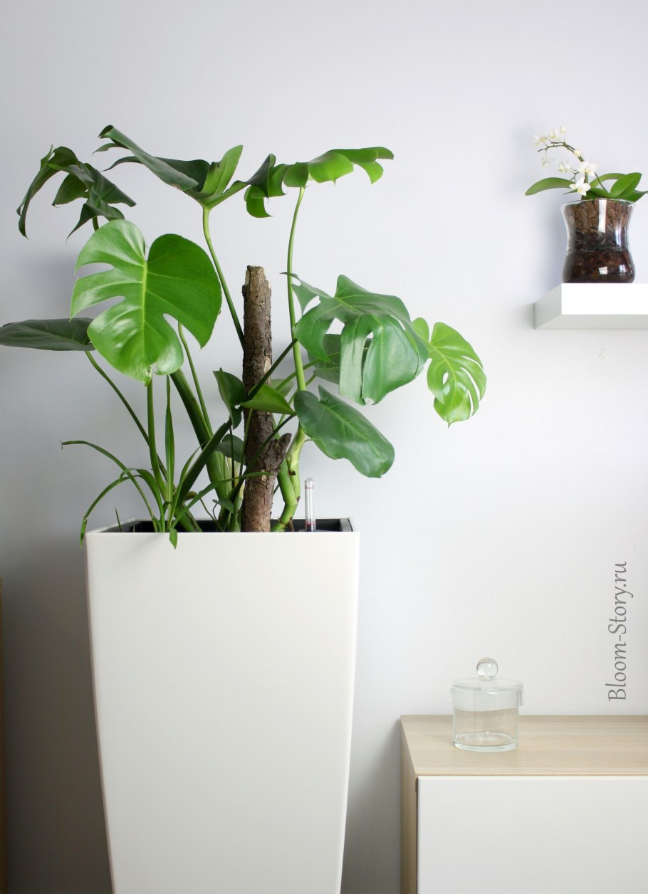 Монстера Lechuza