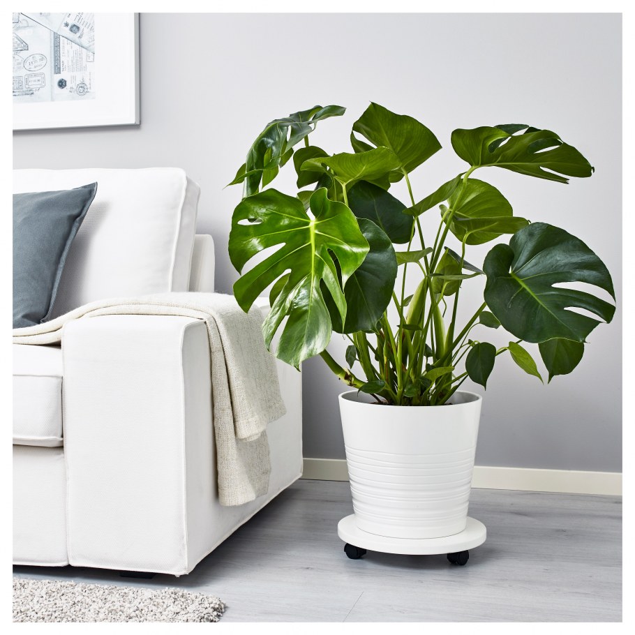 Монстера икеа