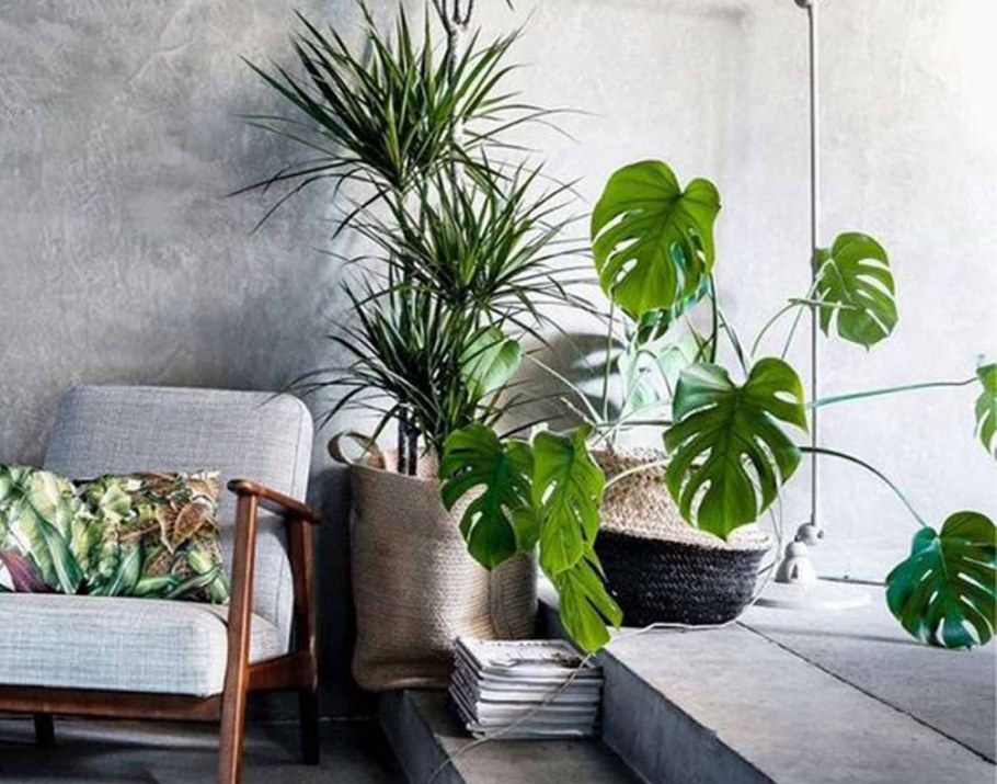 Тенелюбивые тропические растения