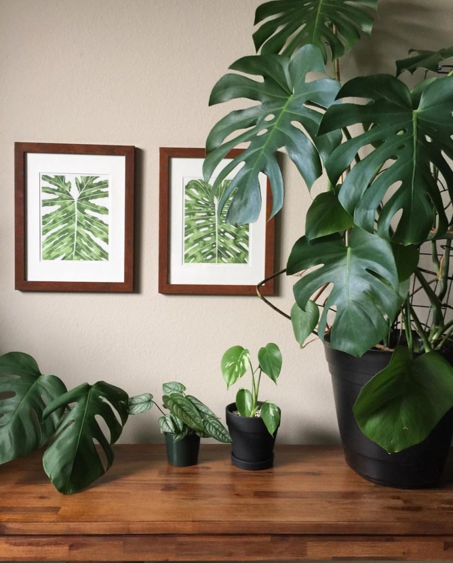 Большая монстера в интерьере