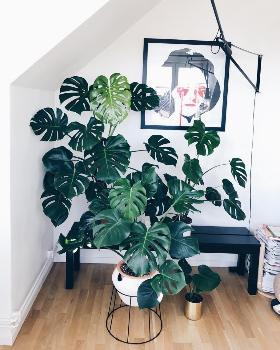 Монстера Делициоза в интерьере