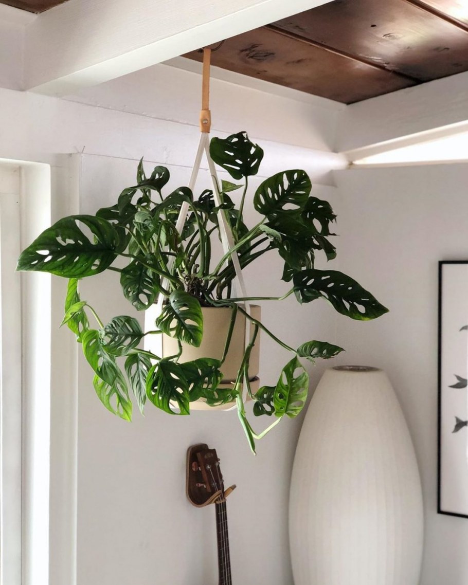 Монстера Адансона Monstera adansonii