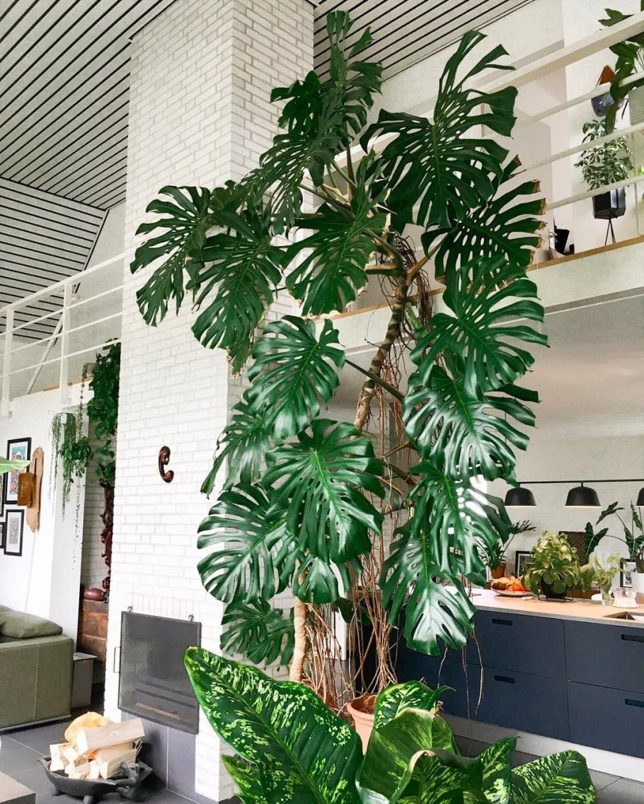 Монстера деликатесная (Monstera deliciosa)