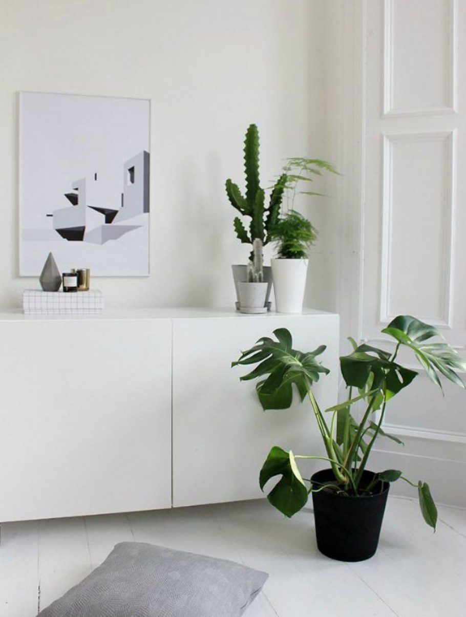 Фотообои монстера