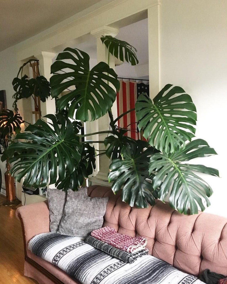 Монстера на полу