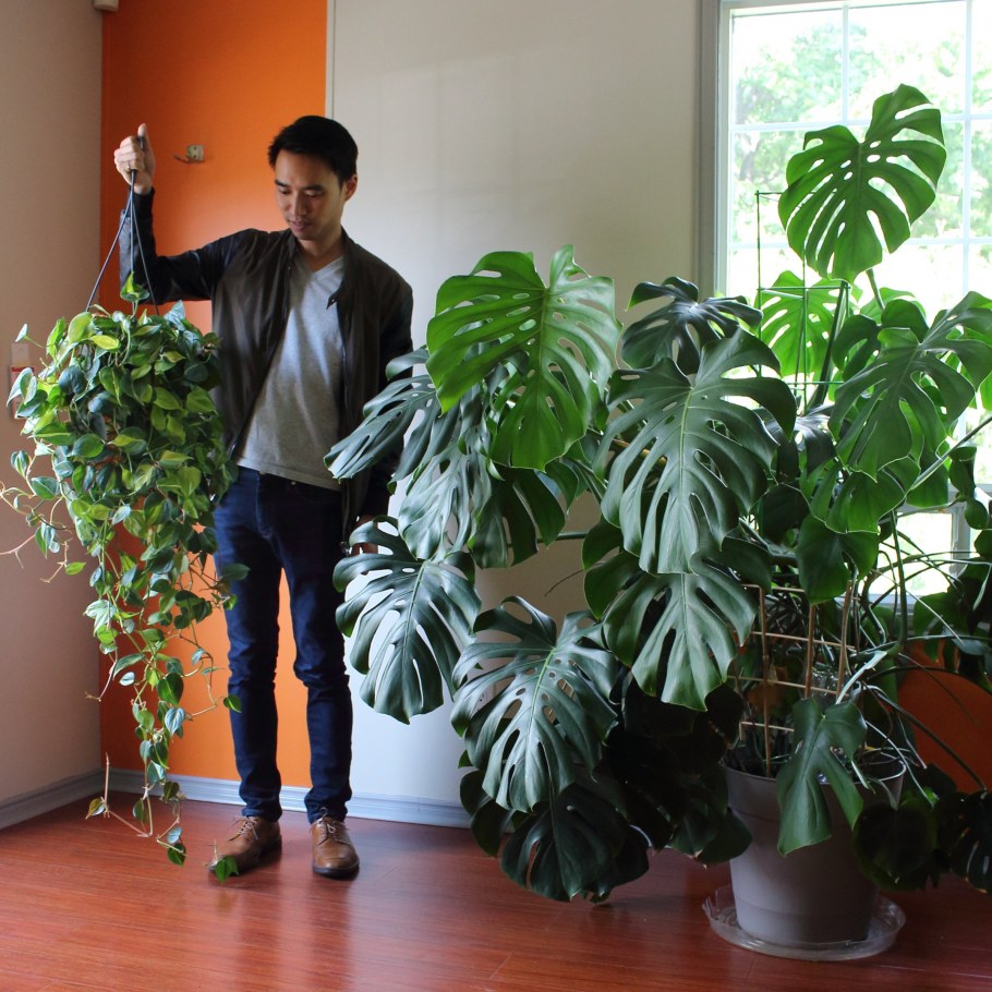 Монстера гигантская