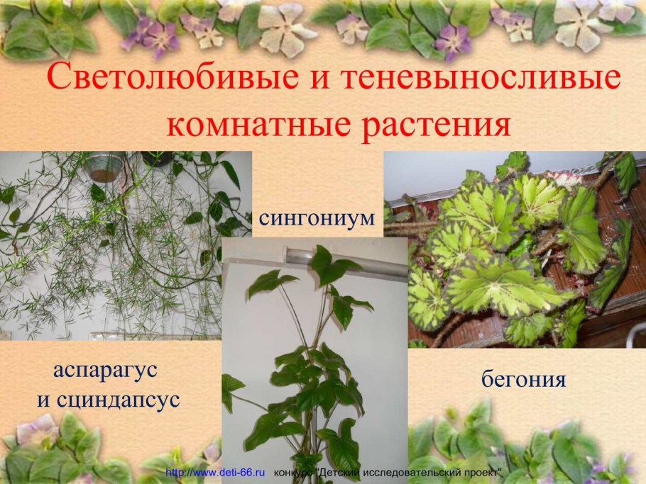 Светолюбивые и теневыносливые