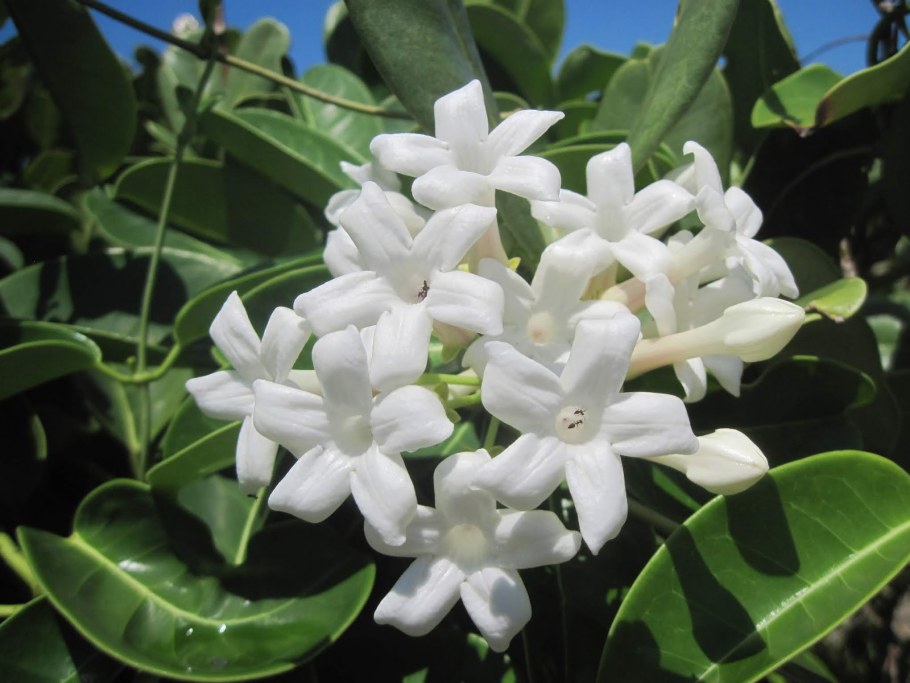 Стефанотис обильноцветущий stephanotis floribunda