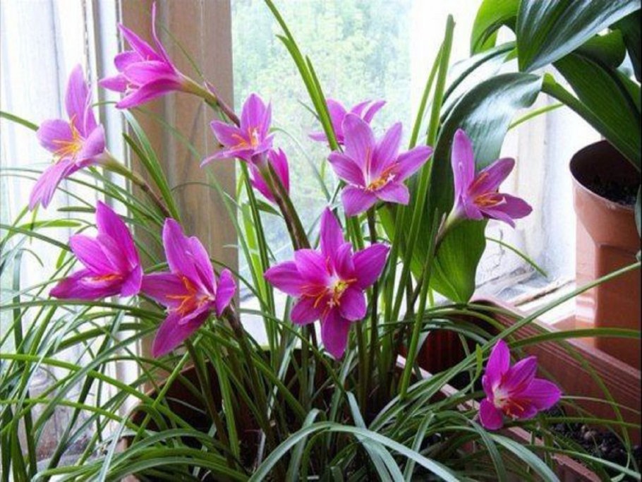 Адиантум, нефролепис,