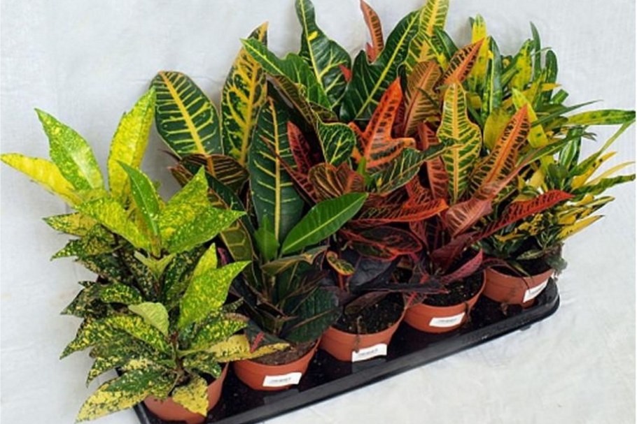 Цветок Кодиеум Кротон