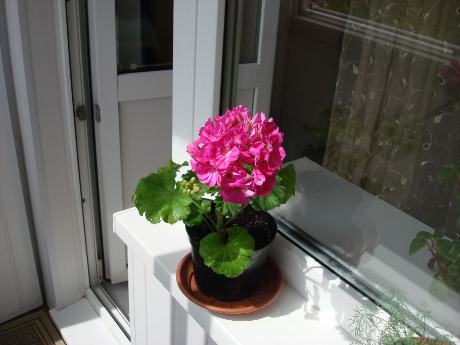 Комнатные цветок папоротник на подоконнике