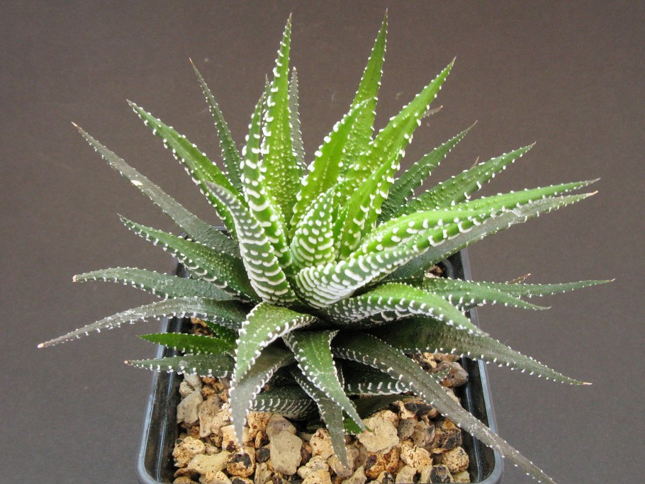 Алоэ хавортия