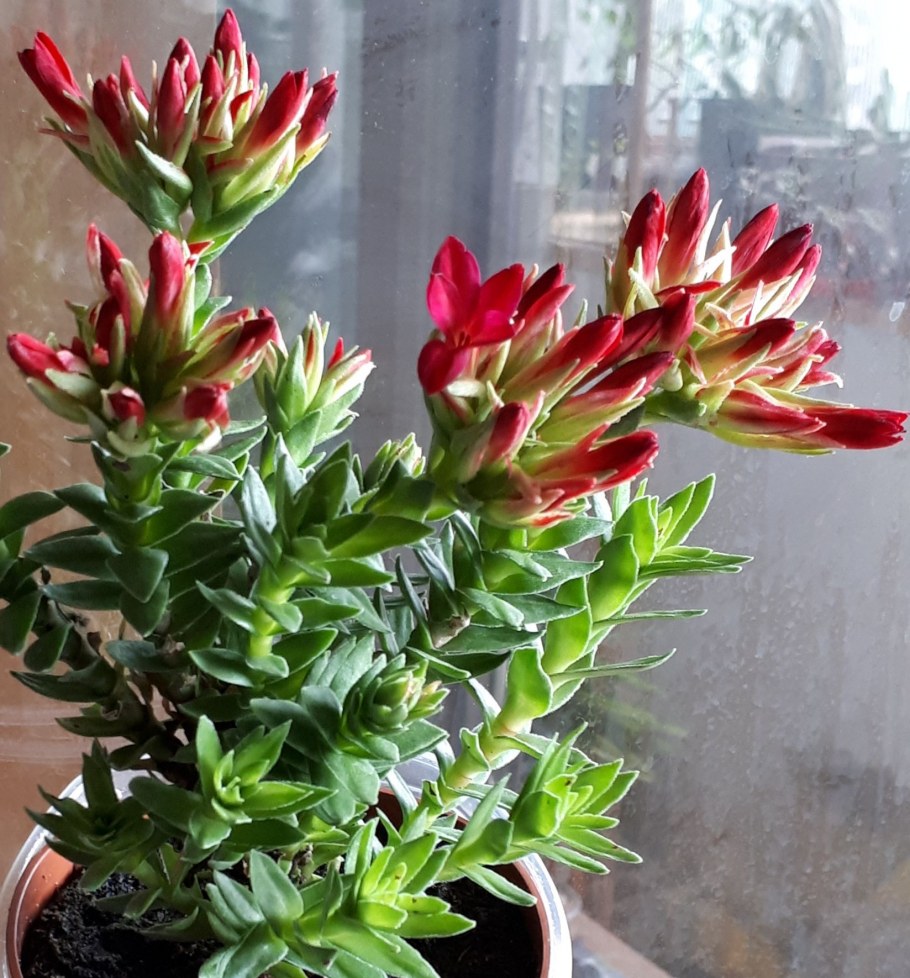 Калатея инсигнис