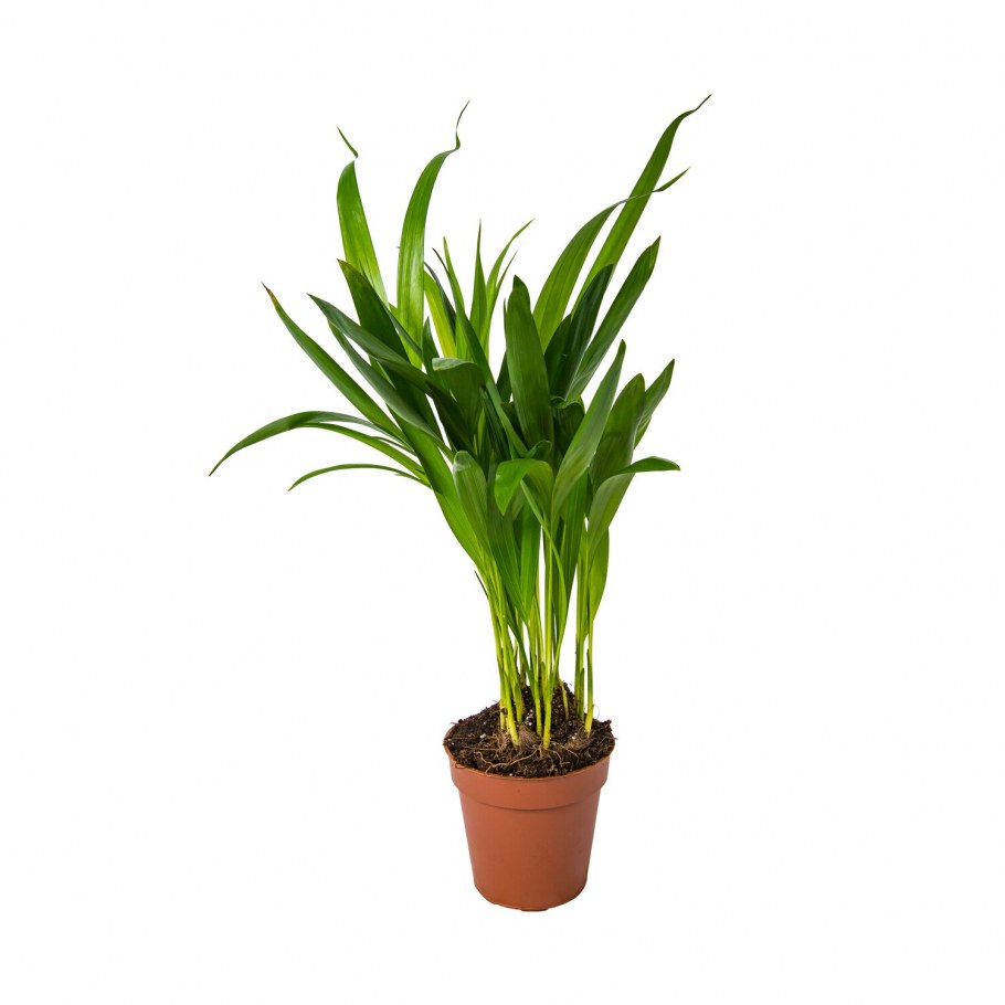 Аспидистра пестролистная