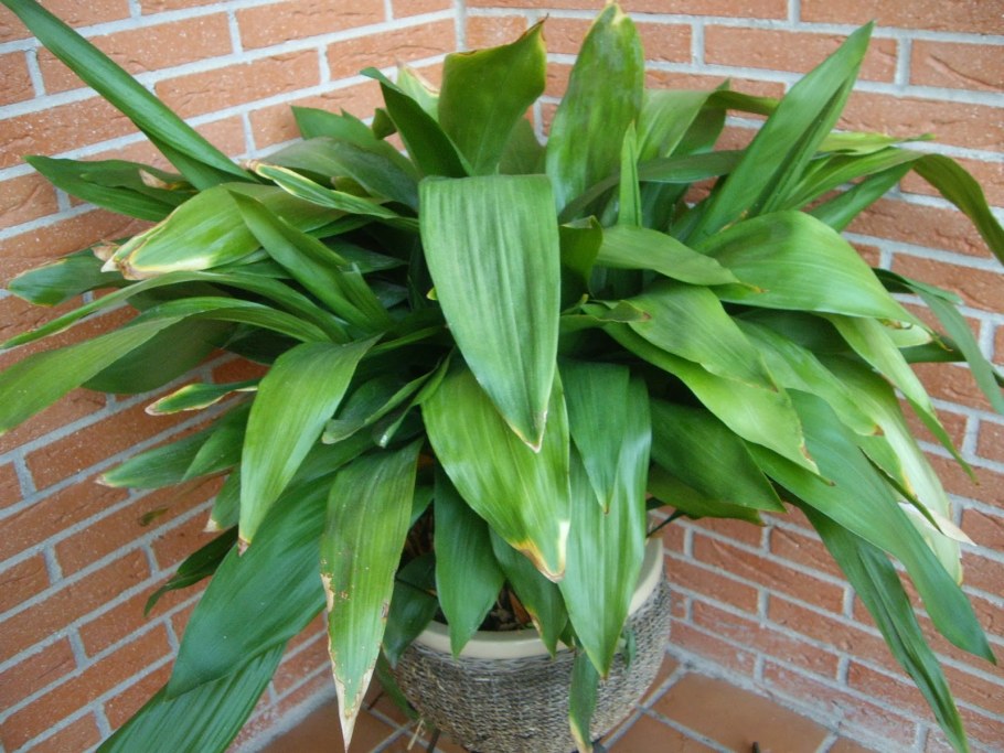 Цветы на подоконнике